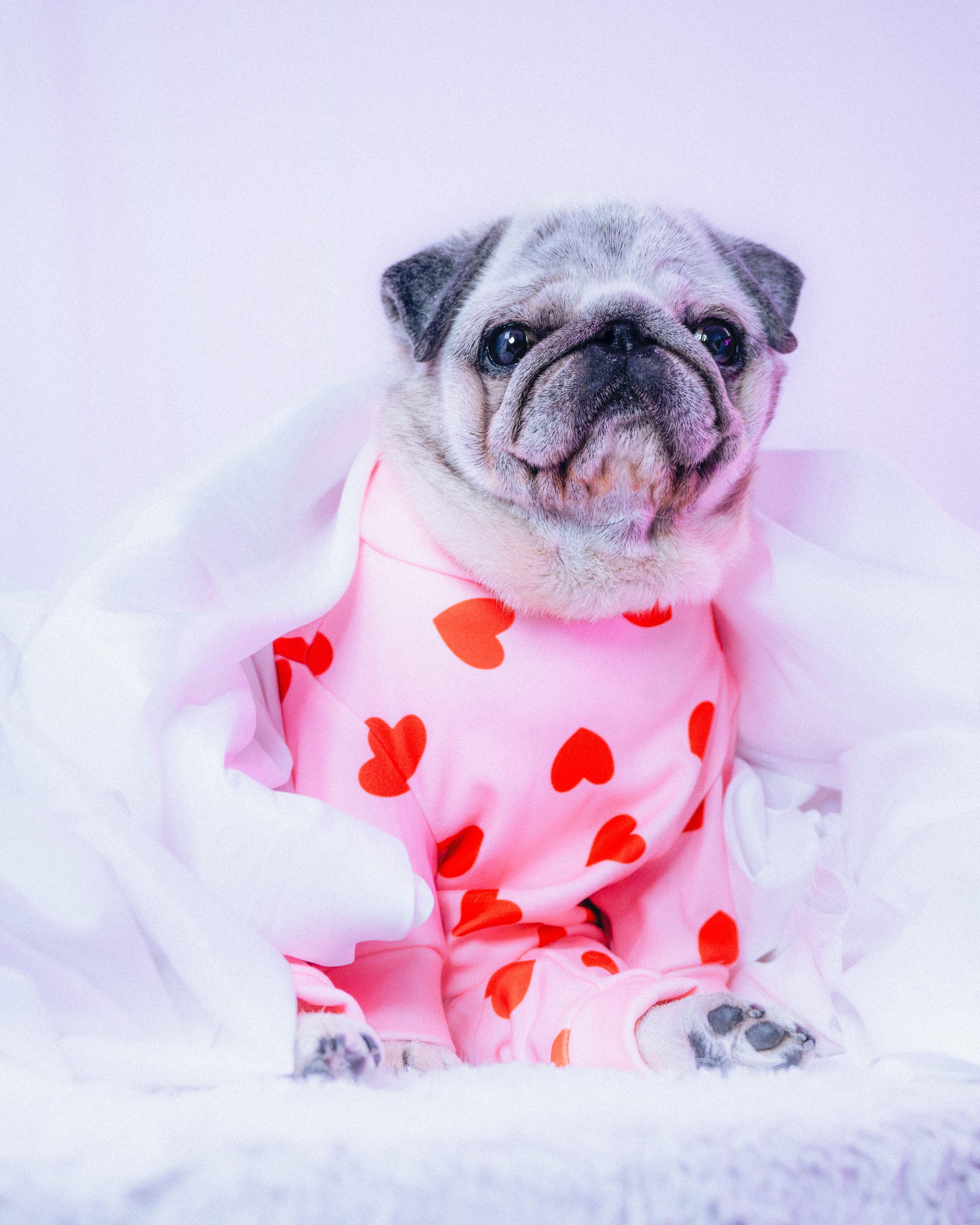 Product Photography - Spark Paws