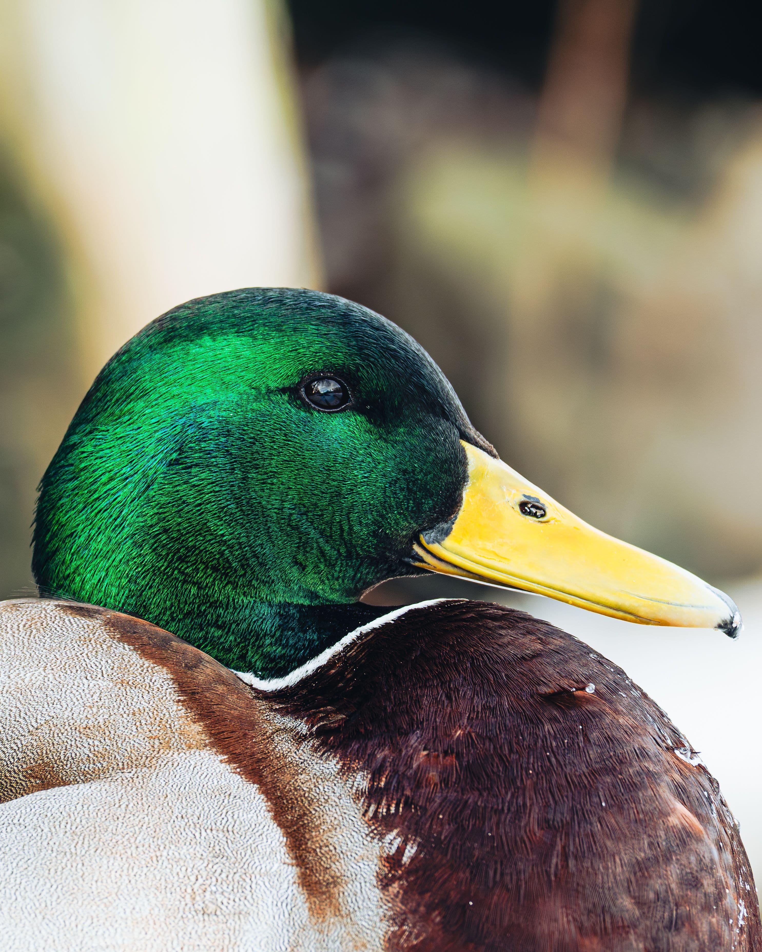 Nature Photography Nikon Z50II