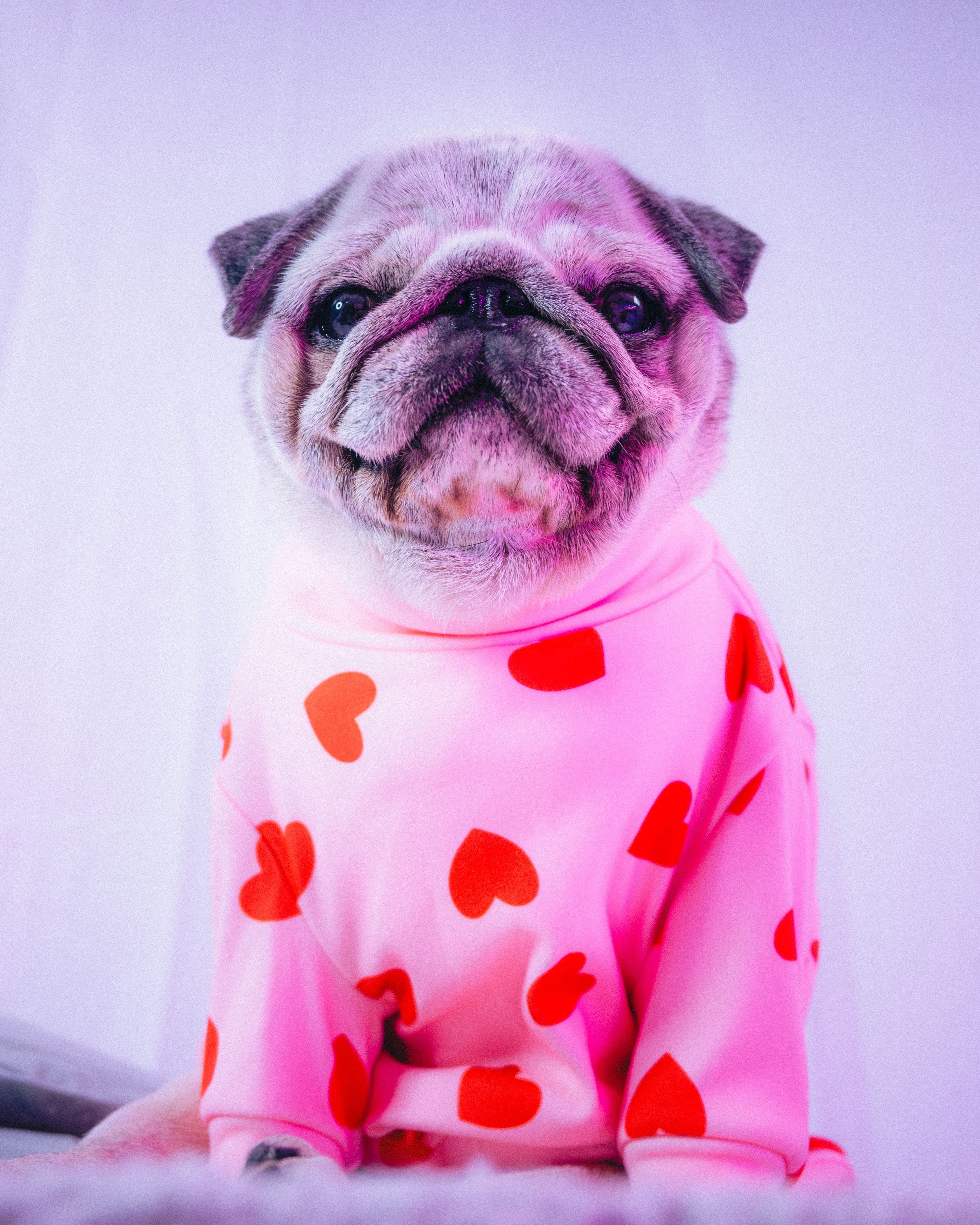 Product Photography - Spark Paws