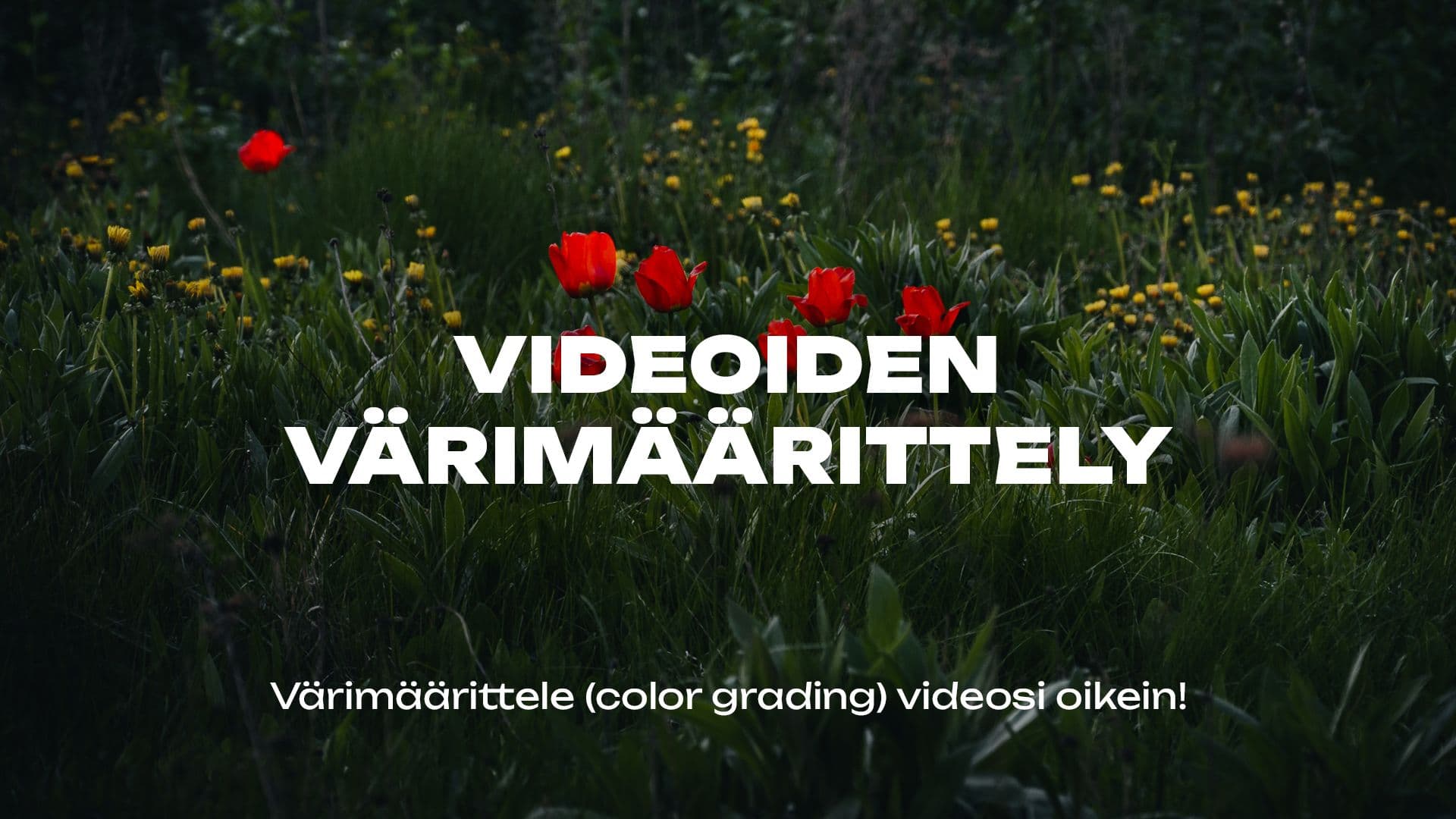 Värimäärittele oikein! N-LOG – Nikon Z6III