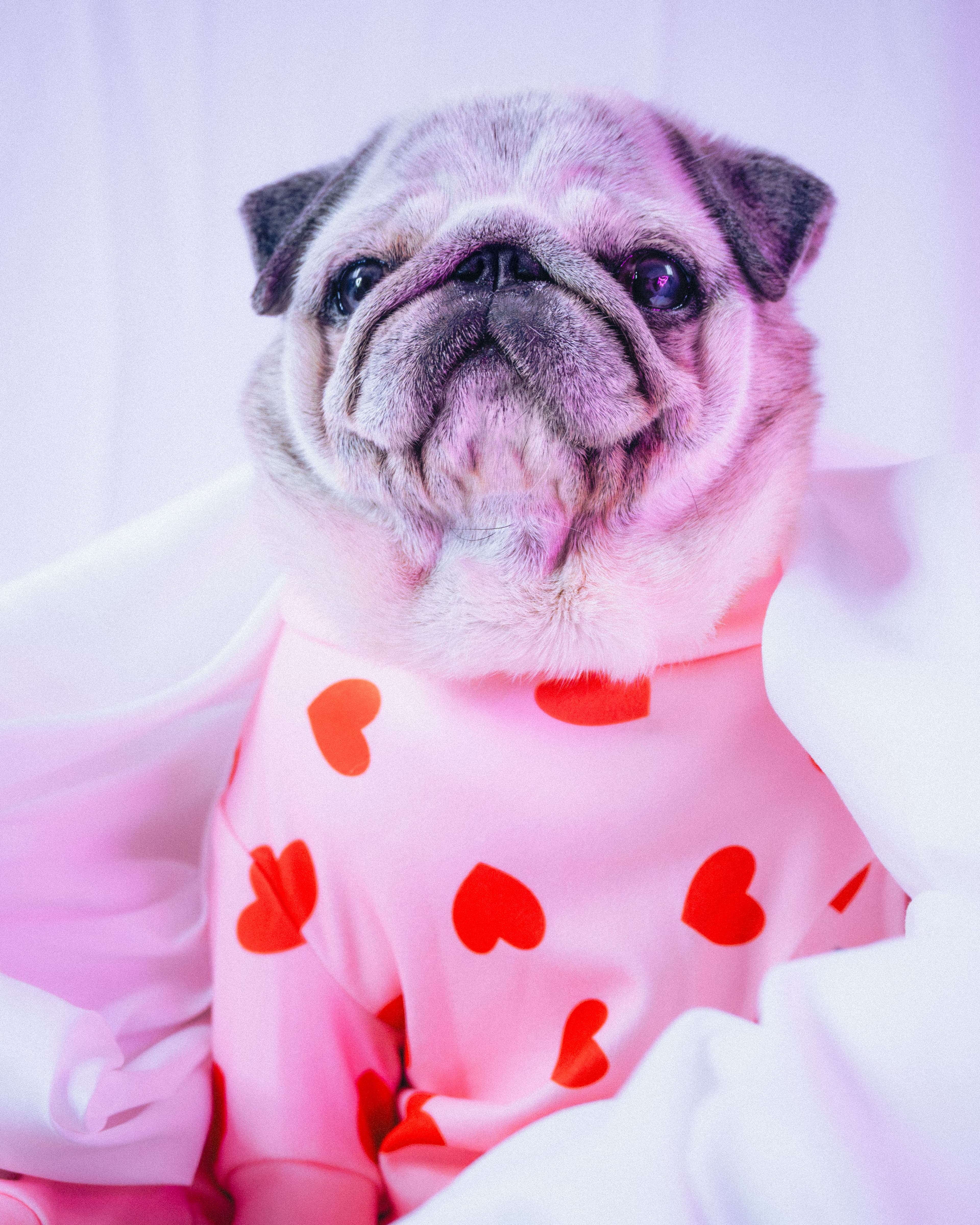 Product Photography - Spark Paws